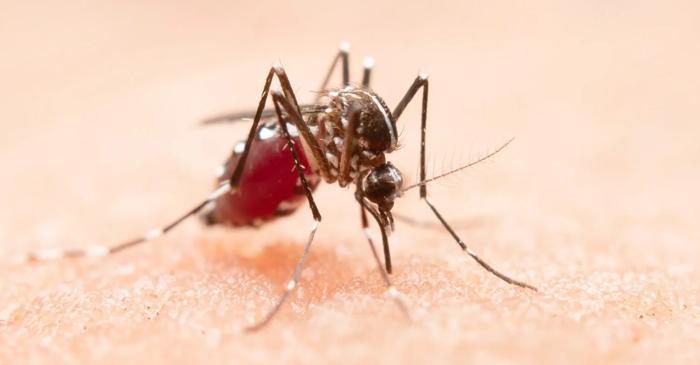Sindromul Skeeter: ești alergic la înțepăturile de țânțari?