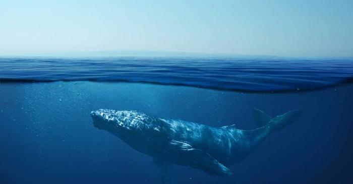 Secretele longevității balenelor și ale rezistenței la cancer
