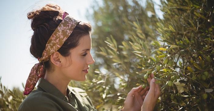 Ce ascunde frunza de măslin și cum ne poate ajuta