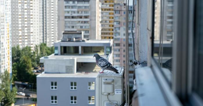 Cum să scapi de porumbei: 7 trucuri eficiente