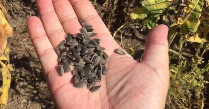 Semințele cu coajă: mit sau pericol real?