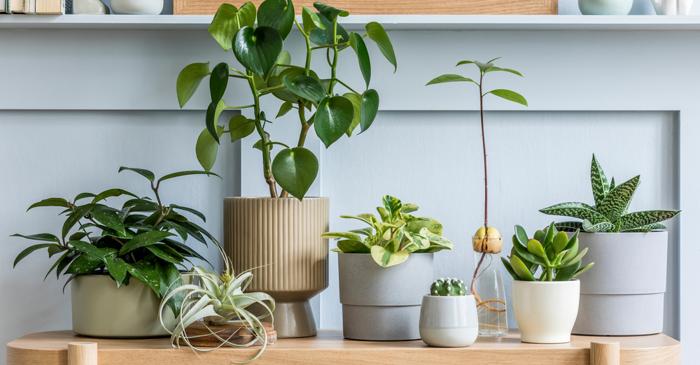 5 plante rezistente care înfloresc în camerele întunecate