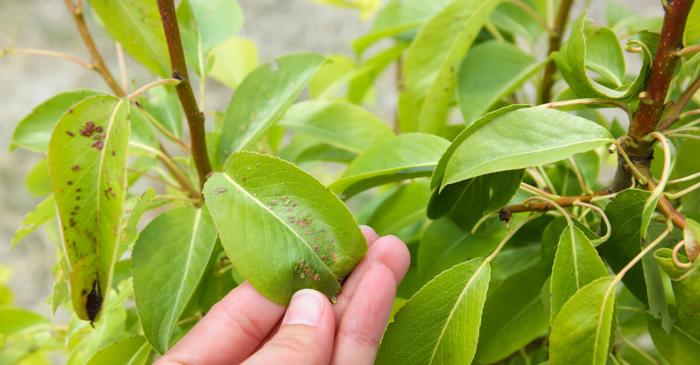Apa de orez, secretul natural pentru plante înfloritoare și sănătoase