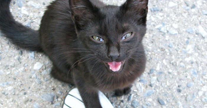 De ce miaună pisica ta de trei ori? Ghid complet al comunicării feline