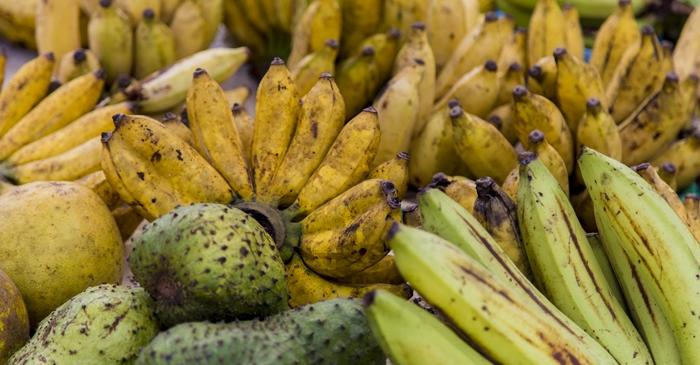 Plantainul, aliatul natural împotriva anemiei: beneficii și mod de utilizare