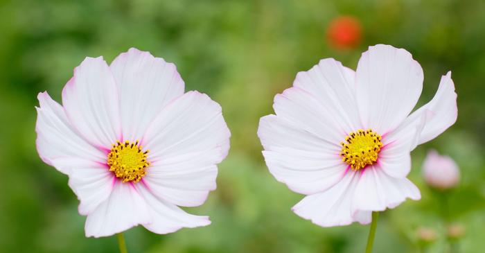 Floarea Cosmos, secretul unei grădini înfloritoare din martie până în octombrie