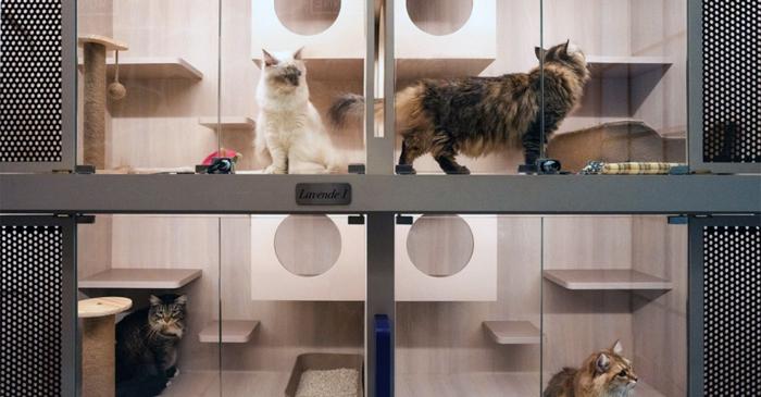 Hotelurile pentru pisici din București: cât costă să-ți cazezi felina în vacanță