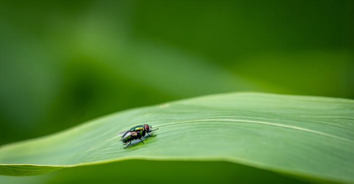 Patru plante care alungă muștele din casă în mod natural și eficient