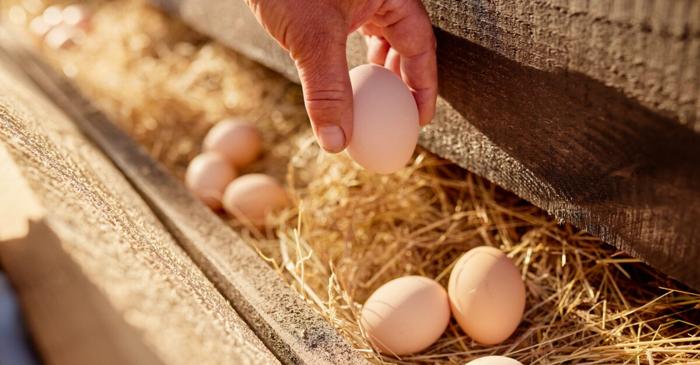 Adevărul despre ouăle „free-range": nutriție, preț și calitate sub lupă