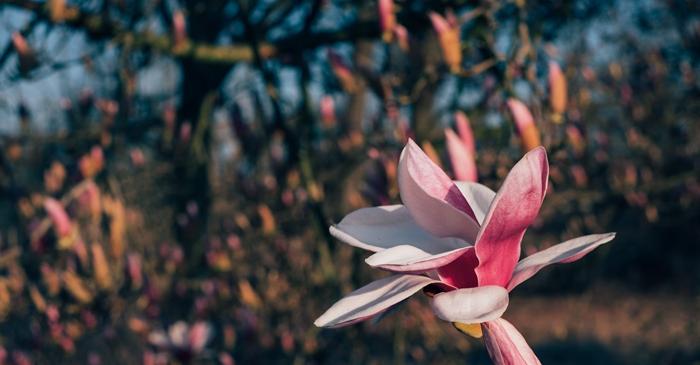 Cum să plantezi magnolia primăvara pentru a obține flori superbe