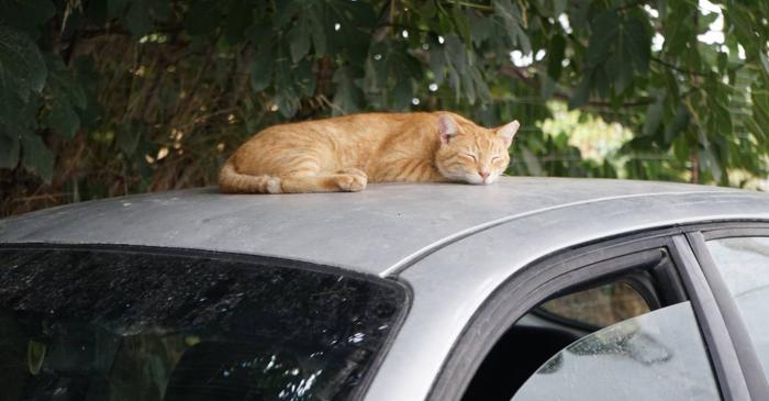 Ghid practic: Cum să îți protejezi mașina de pisicile care lasă urme