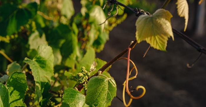 Viticultorii români se confruntă cu riscul bolilor fungice după ploile din iunie