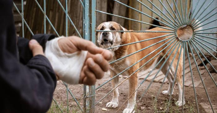 Ce să faci imediat după o mușcătură de câine pentru a preveni o boală fatală