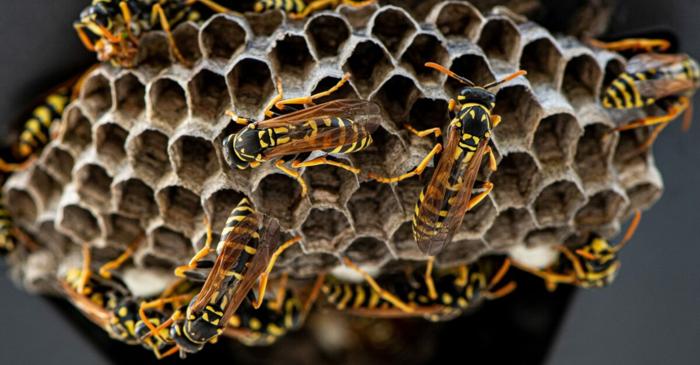 Cum scapi de viespi cu metode simple și naturale