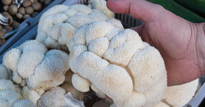 Ce beneficii reale are ciuperca Lion's Mane, considerată un aliment-minune?