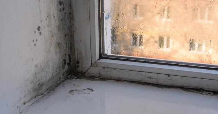 Mucegaiul din locuință poate fi prevenit prin câteva metode simple
