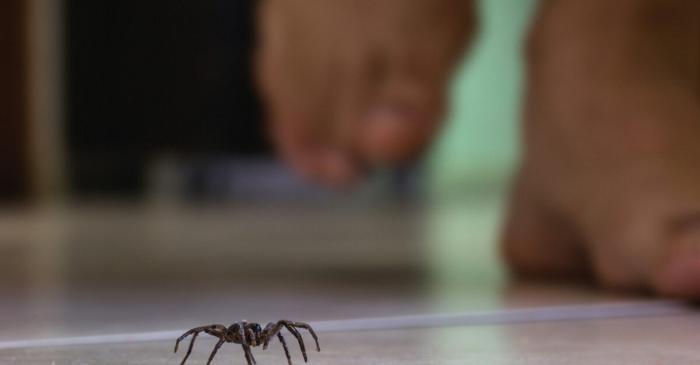 O metodă simplă din Bulgaria alungă păianjenii din casă fără chimicale