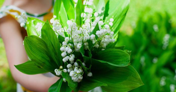 Plantele ornamentale comune ascund pericole mortale pentru copii