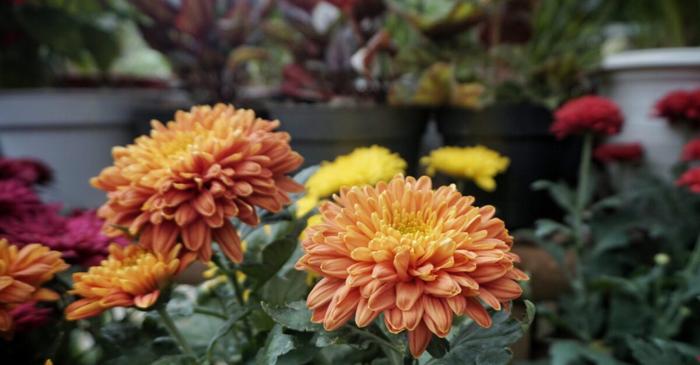 Ce flori poți planta în octombrie pentru o grădină spectaculoasă la primăvară?