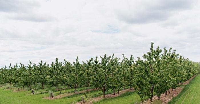 O soluție simplă cu sare dezinfectează și protejează pomii fructiferi înainte de iarnă