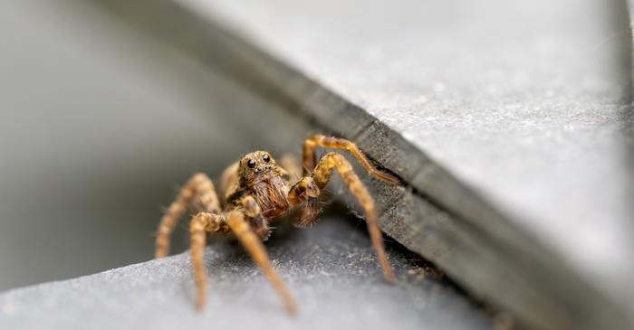 Oțetul alb elimină păianjenii din curte în doar 30 de minute