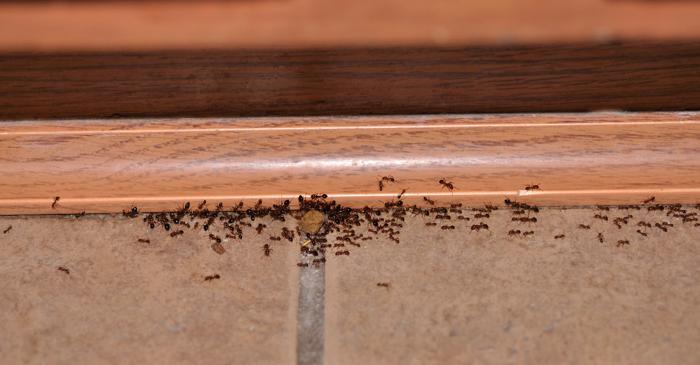 Un ingredient comun din bucătărie elimină furnicile mai eficient decât insecticidele chimice