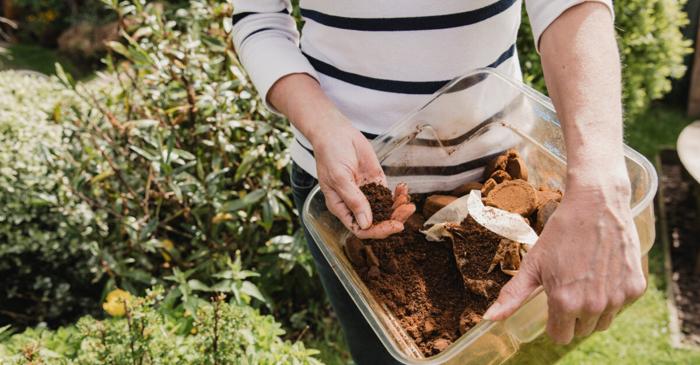 Zațul de cafea protejează trandafirii de dăunătorul care îi distruge toamna