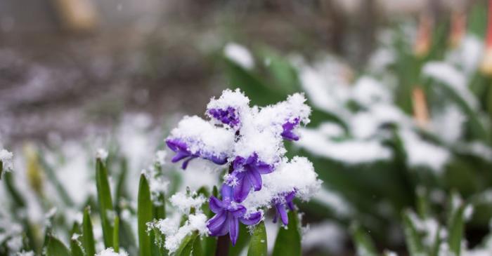 Florile care sfidează gerul și înfloresc în grădina de iarnă
