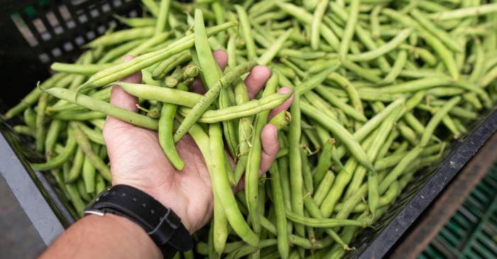 Un medic britanic numește leguminoasele secretul longevității