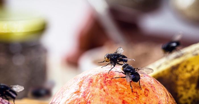 Anumite plante alungă insectele din casă, o soluție naturală la spray-urile chimice