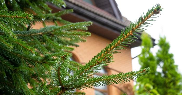 Bradul plantat în curte, un obicei care ar prevesti moartea conform folclorului românesc