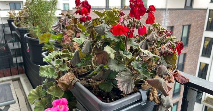 Un amestec din lapte și apă transformă plantele într-un îngrășământ natural surprinzător de eficient