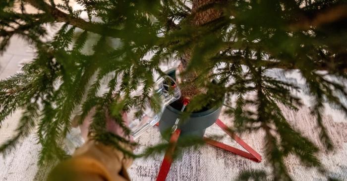 Un brad de Crăciun poate consuma până la trei litri de apă zilnic pentru a rămâne verde