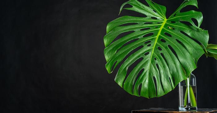 Frunzele galbene la Monstera nu înseamnă moartea plantei