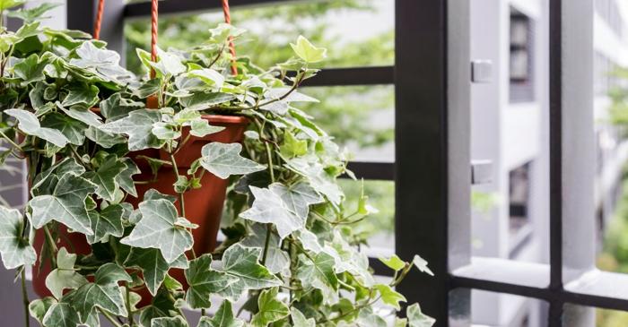 Iedera englezească reduce cu 78% sporii de mucegai din aer în doar 12 ore