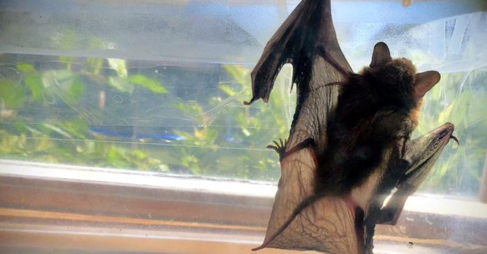 La ce pericole ne expunem când liliecii se adăpostesc în locuință?