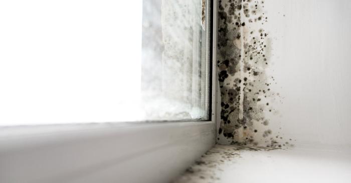 Mucegaiul din apartament poate fi eliminat cu o soluție simplă din trei ingrediente