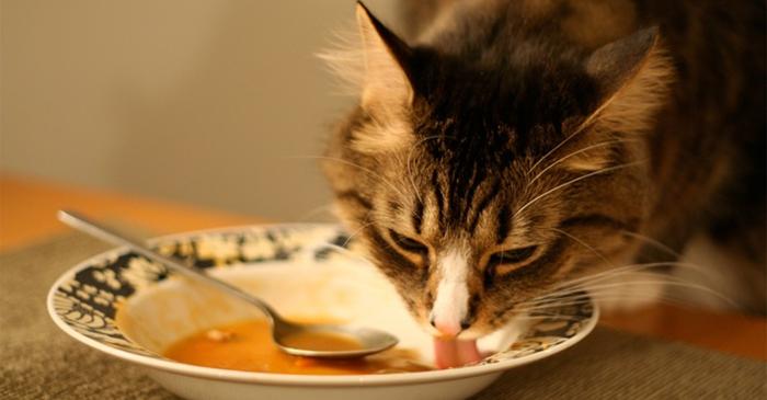 Pisicile siameze, Maine Coon și bengaleze sunt atrase de ciorbă, dar aceasta le poate fi toxică