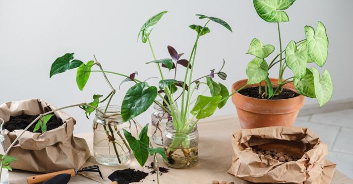 Plantele de apartament ofilite pot fi salvate cu metoda de udare treptată