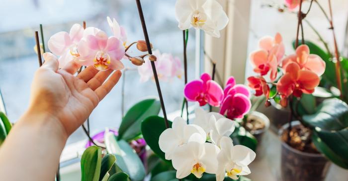 Semnele subtile prin care orhideea ta îți spune că are nevoie de un ghiveci nou