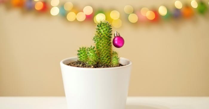 Un cactus de Crăciun poate trăi peste un secol și deveni o moștenire de familie