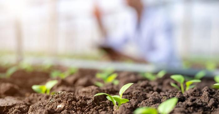 Martie aduce în grădină primele legume și flori pentru o recoltă bogată