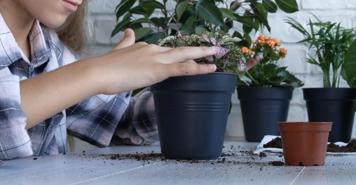 O monedă de cupru în ghiveci combate mucegaiul și întărește rădăcinile plantelor