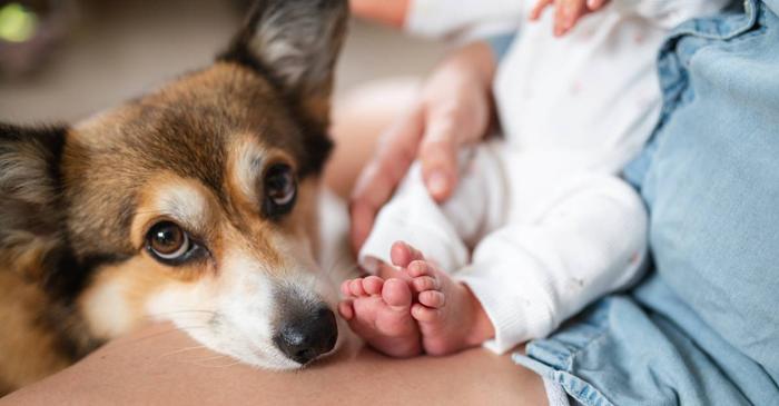 Câinii modifică măsurabil calitatea aerului din casă prin particule și microorganisme