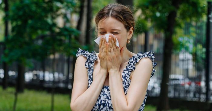 Ceaiul matcha reduce strănutul alergic acționând direct asupra creierului