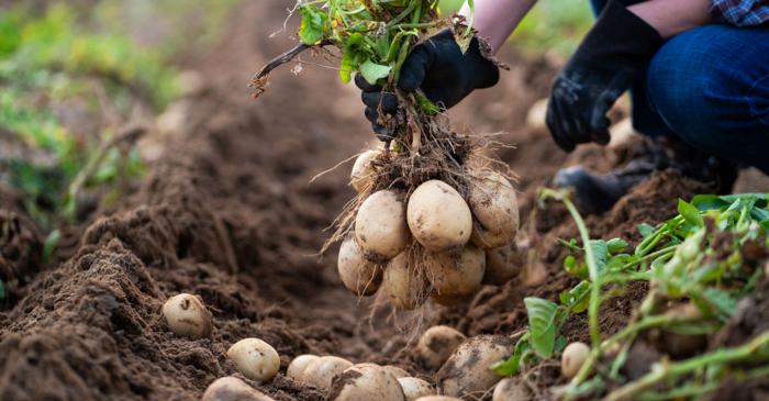 Compostul matur poate asigura o recoltă bogată de cartofi, dar gunoiul proaspăt o poate compromite