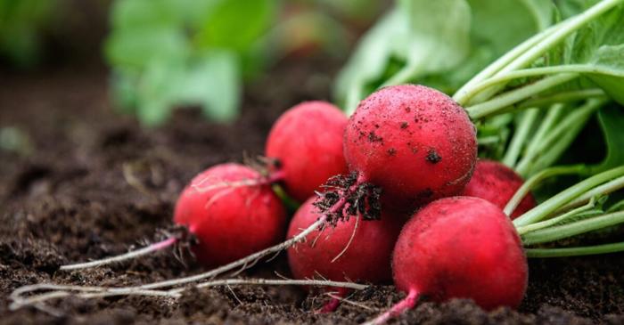 Cum să obții o recoltă bogată de ridichi în mai puțin de o lună