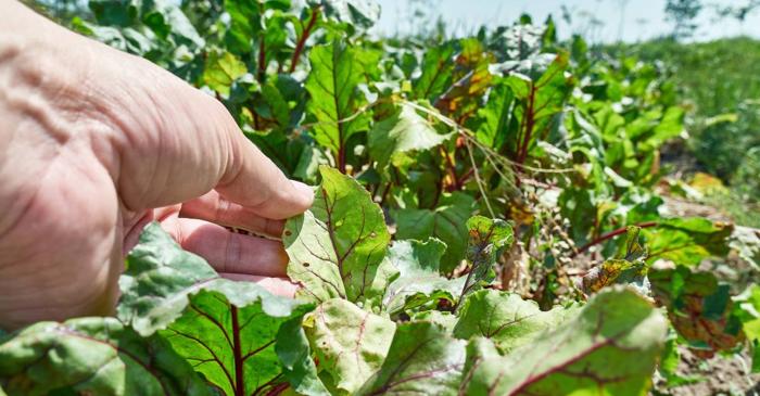 De ce este potasiul la fel de important ca sodiul pentru tensiunea arterială?