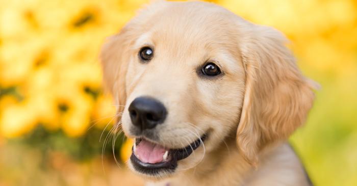 De ce își înclină câinele capul atunci când îi vorbim?