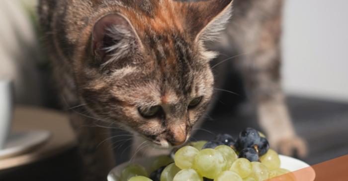Ce alimente banale din bucătăria ta pot fi toxice pentru pisică?